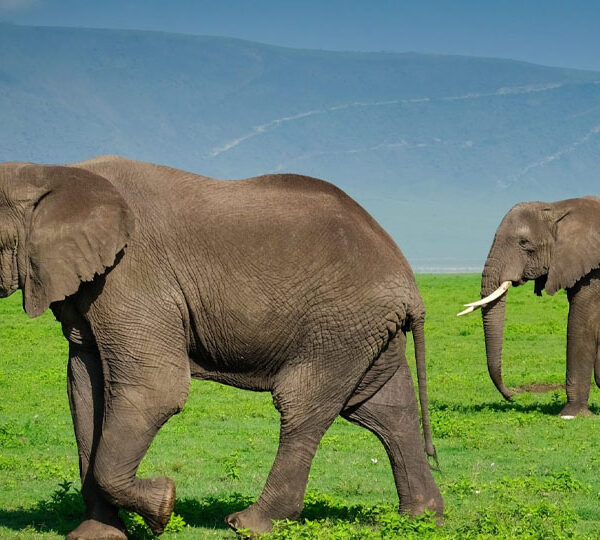 Kenya - Tanzania Safaris