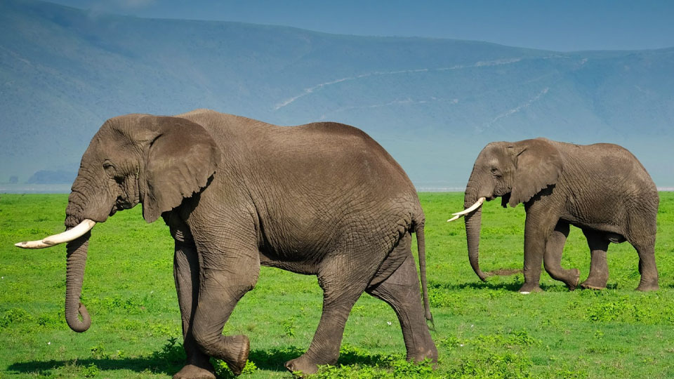 4 Days Tanzania Budget Safari