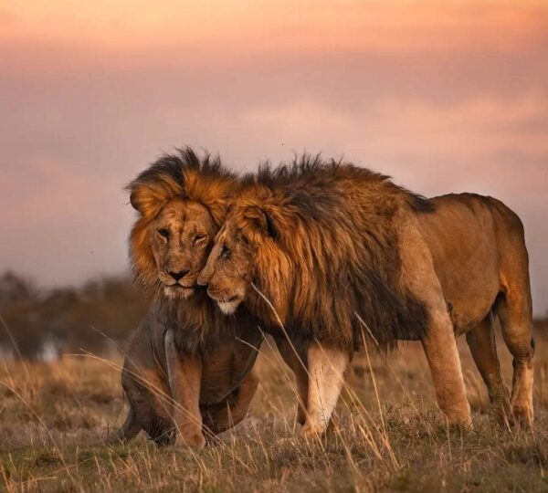 Kenya Safaris