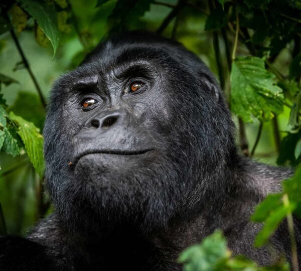 Uganda Safaris