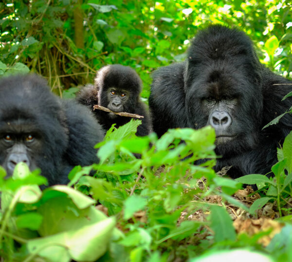 Rwanda Safaris